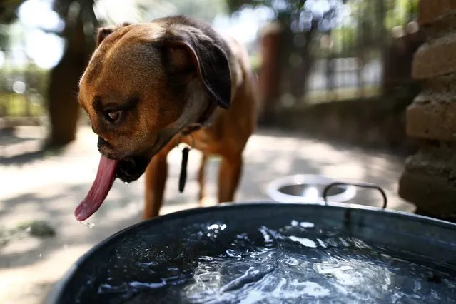 Fresa, 5, drinks water inside the dog shelter “Santuario Milagros Caninos” on the outskirts of Mexico City August 29 2014. (Photo by Edgard Garrido/Reuters)