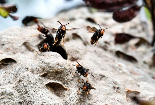 This picture taken on October 14, 2020, in Chisseaux near Tours, France, shows Asian hornets on their nest. (Photo by Alain Jocard/AFP Photo)