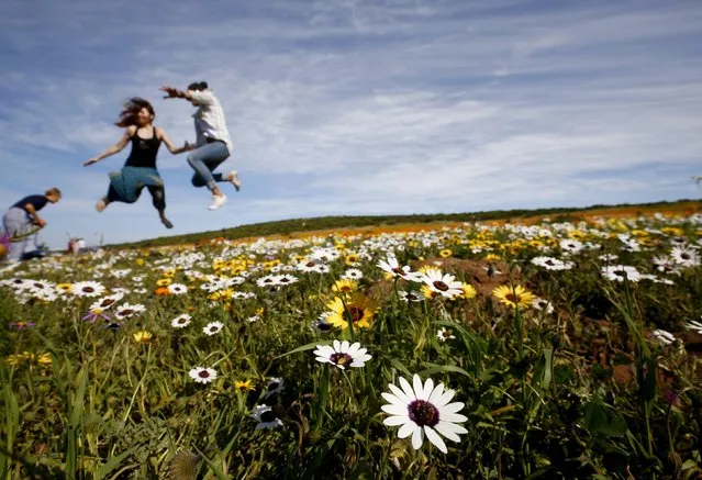 Visitors jump as a friend takes their picture amongst wild flowers in the Postberg section of South Africa's West Coast National Park, September 6, 2015. Each year visitors arrive in droves to witness  carpets of flowers blooming across a normally arid region, heralding the coming southern hemisphere spring. (Photo by Mike Hutchings/Reuters)