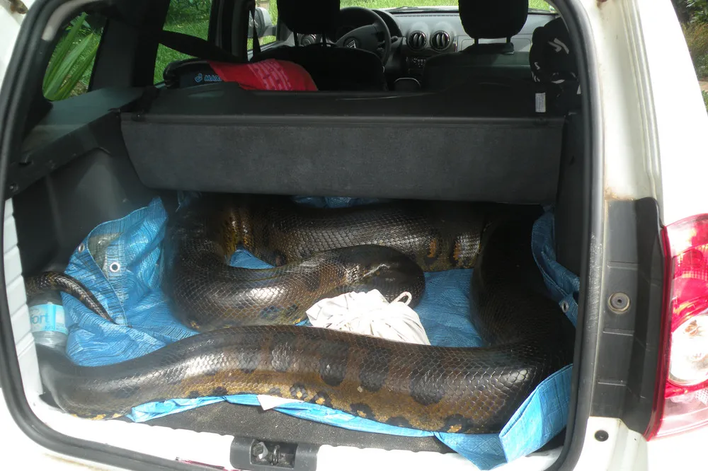 Maths Teacher Captures an 5-Meter-Long Anaconda