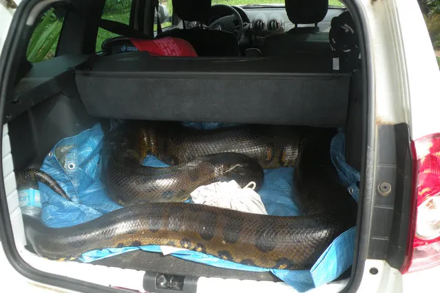 A 17ft anaconda which ate a pet dog seen blindfolded with a t-shirt kept in the back of a car in Montsinery, French Guiana. (Photo by Sebastien Bascoules/Barcroft Media/ABACAPress)