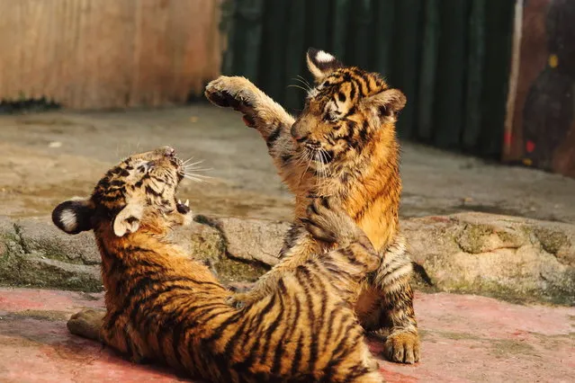 Two five-month-old Siberian tiger cubs play with each other in a safari zoo, on September 17, 2014 in Hangzhou, China. (Photo by Feature China/Barcroft Media)