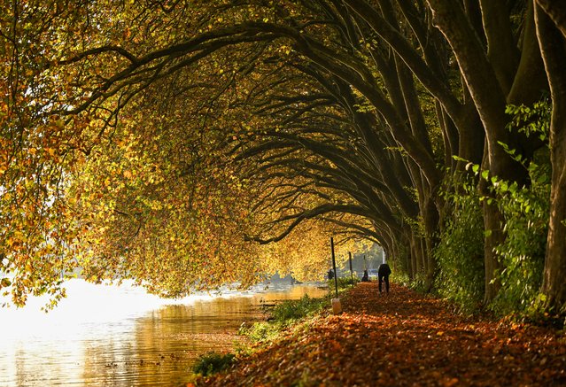 A man sets up a camera under trees coloured from autumn at the Baldeney lake in Essen, western Germany on October 25, 2024. (Photo by Ina Fassbender/AFP Photo)