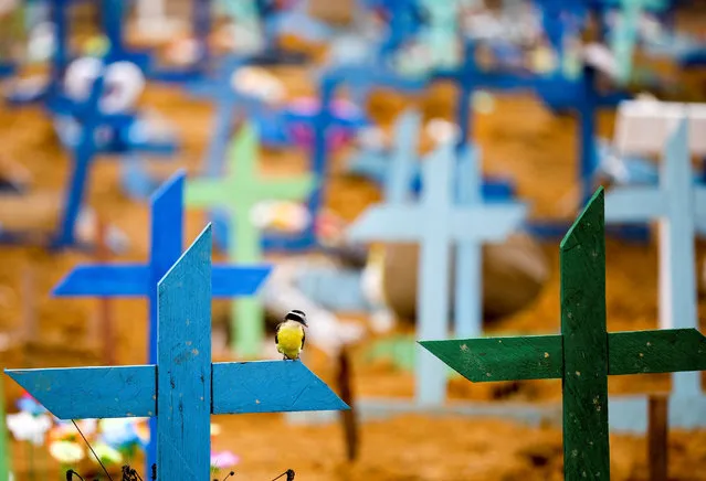 A bird is pictured over a cross during a mass burial of people who passed away due to the coronavirus disease (COVID-19), at the Parque Taruma cemetery in Manaus, Brazil on May 13, 2020. (Photo by Bruno Kelly/Reuters)