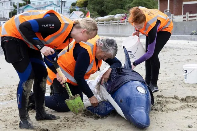 This photo taken on December 11, 2021 shows a group of volunteers from New Zealand whale rescue charity Project Jonah being taught how to save a stranded whale by a group instructor, at Scorching Bay in Wellington. Real strandings are all-too common in New Zealand, which has one of the highest rates in the world, with about 300 animals beaching themselves annually. (Photo by Marty Melville/AFP Photo)