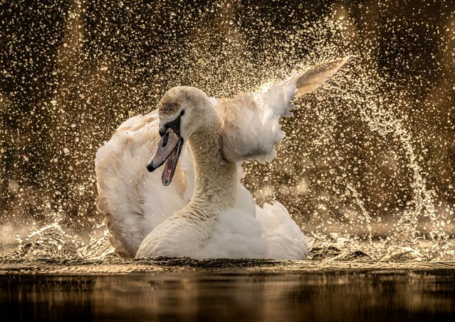 Standalone picture taken on February 19, 2025 shows a juvenile swan on a lake in Andover, Hampshire, UK. Mute swans start mating in the spring and pairs will often use the same nest every year. (Photo by Dan Lowth/Bav Media)