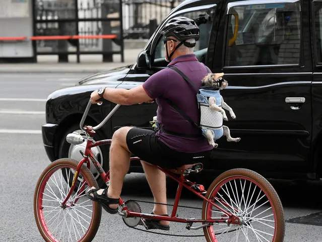 A man is seen cycling in London with a dog on his back, following the outbreak of the coronavirus disease (COVID-19), London, Britain, June 9, 2020. (Photo by Toby Melville/Reuters)