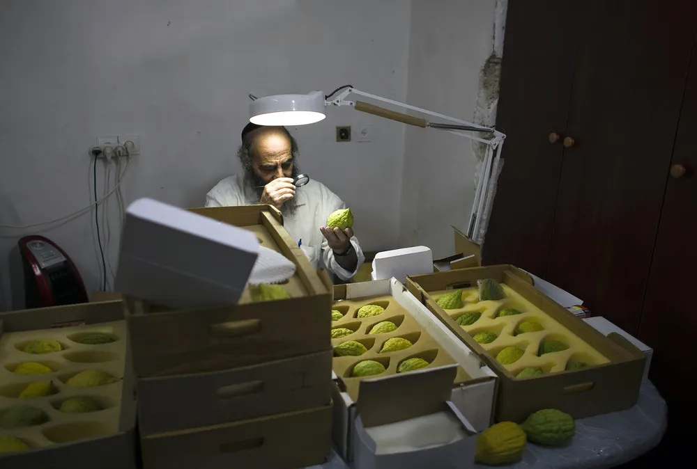 Symbolic Citrus: Israeli Jews Inspect Fruit for Sukkot