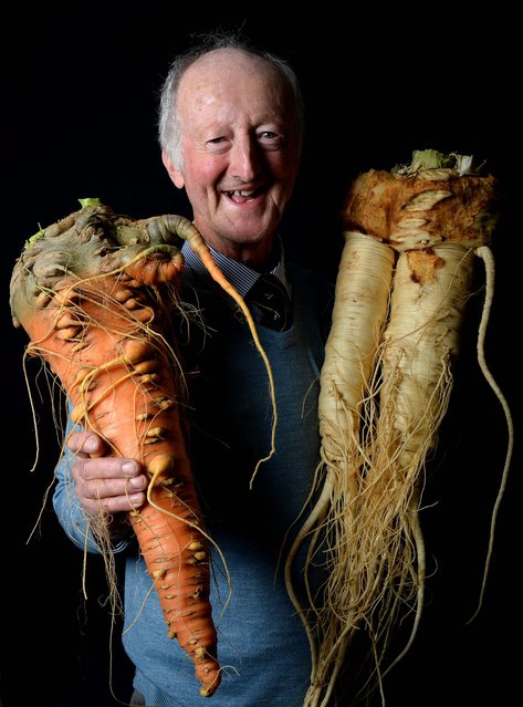 Peter Glazebrook of Newark with his first placed carrot weighing 4.8 kilo and first placed parsnip weighing 5.455 kilo in the giant vegetable section at the Harrogate Autumn flower show in Harrogate, Britain, 18 September 2015. The flower show in its 40th year is expected to attract around 40,000 visitors from 18 to 20 September. (Photo by Nigel Roddis/EPA)