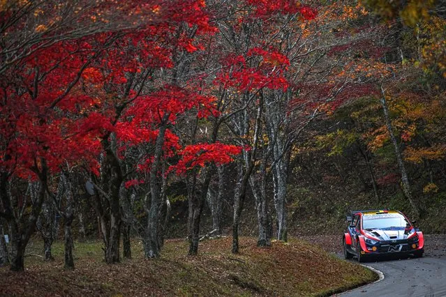 Thierry Neuville of Belgium and Martijn Wydaeghe of Belgium competing with their Hyundai Shell Mobis WRT Hyundai i20 N Rally1 Hybrid during Day2 of the FIA World Rally Championship Japan on November 11, 2022 in Toyota, Japan.  (Photo by Massimo Bettiol/Getty Images)