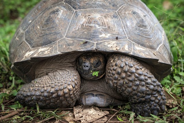 Galapagos giant tortoise is seen at Galapagos National Park in Galapagos Islands, Ecuador on February 11, 2025. Galapagos giant tortoises, believed to have arrived on the islands from the coasts of South America approximately 3 million years ago, are considered descendants of Argentine tortoises. They are among the island's most iconic species. These tortoises can grow up to 1.5 meters in length, weigh up to 300 kilograms, and live between 100 and 200 years. Like other species on the islands, they coexist harmoniously with humans due to their symbiotic relationship. The Cerro Colorado Turtle Reserve, established to protect giant tortoises from extinction, is located on San Cristobal Island. Covering approximately 5 acres, the reserve provides an environment where tortoises can roam freely. (Photo by Ozge Elif Kizil/Anadolu via Getty Images)