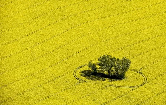 A small group of trees stand in a yellow blooming rape field near Muencheberg, Germany, on March 29, 2014. (Photo by Patrick Pleul/DPA)