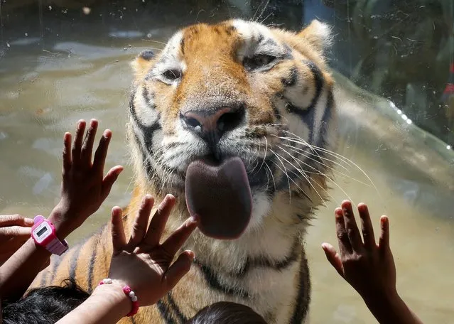 Orphans interact with a Bengal tiger during a Christmas visit to the Malabon Zoo Thursday, December 21, 2017, in Malabon city, north of Manila, Philippines. Malabon Zoo founder Manny Tangco (holding a megaphone) hosted the “Merry Animal Christmas” to some 200 orphans inside the compound to underscore that “Christmas is for animals too”. (Photo by Bullit Marquez/AP Photo)