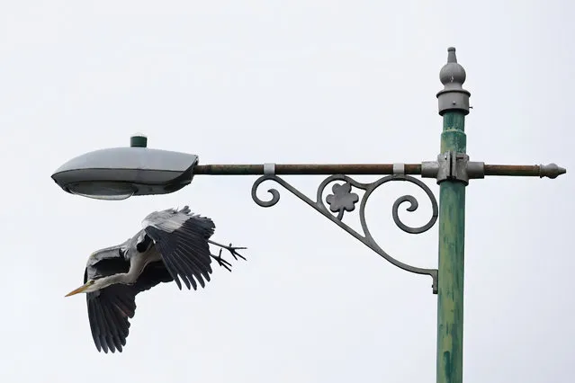 “Bird Eye View”, A Heron taking advantage of an street light as an elevated perch along the Dodder River, Rathfarnham, Dublin on November 28, 2022.  (Photo by Nick Bradshaw/The Irish Times)