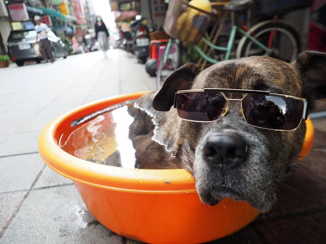 A dog sits in a plastic tub filled with water in Taipei, Taiwan, 28 July 2020. Betel nut seller Mr Luo, the dog's owner, said he puts his dog, a 12-year-old mixed breed called Ah Dai (Stupid), in a plastic tub filled with water whenever the weather gets hot. Ah Dai enjoys the bath and can sit in the basin for hours, according to Mr Luo. Luo has a dozen pairs of glasses for Ah Dai, so the dog wears different glasses every day and many tourists take photos of Ah Dai. (Photo by David Chang/EPA/EFE)