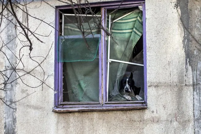 A dog looks out of the window of a destroyed residential building in Bakhmut, Donetsk region, on December 4, 2022, amid Russia's invasion of Ukraine. (Photo by Yevhen Titov/AFP Photo)