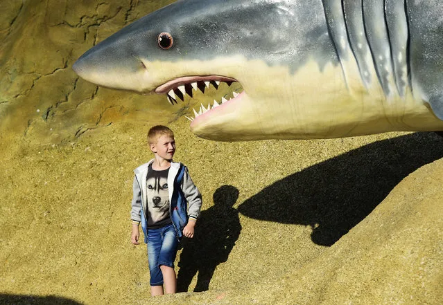 A boy views a lifesize model of shark at the Primorsky aquarium in Vladivostok, Russia on September 18, 2016. (Photo by Yuri Smityuk/TASS)