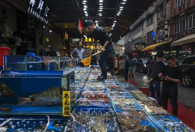 A man collects seafood from tanks for buyers on Huangsha Seafood Market in Guangzhou, Guandong Province, China, 16 January 2018. (Photo by Aleksandar Plavevski/EPA/EFE)