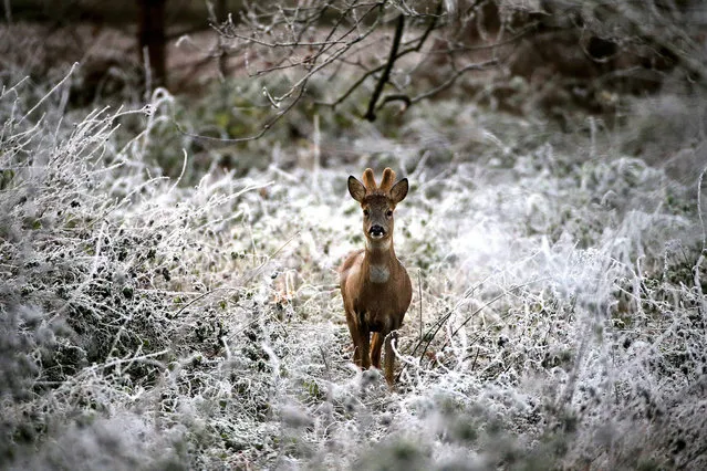 This photograph taken on December 18, 2022, shows a deer treading through the frosty countryside near Reims, northeastern France. (Photo by Francois Nascimbeni/AFP Photo)
