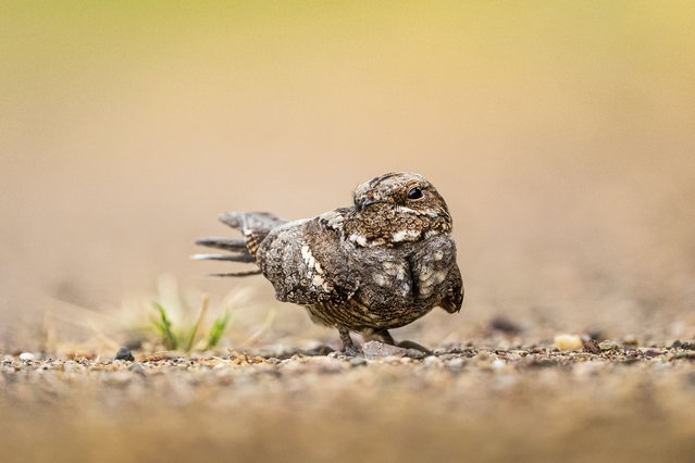 A European nightjar (Caprimulgus europaeus), known for its nocturnal habits and cryptic appearance, is seen during daylight hours in Karacabey district of Bursa, Turkiye, on May 25, 2025. Typically active at night and feeding on insects, this migratory bird usually nests in forest clearings and scrublands, making such a daytime sighting notably rare. (Photo by Alper Tuydes /Anadolu via Getty Images)
