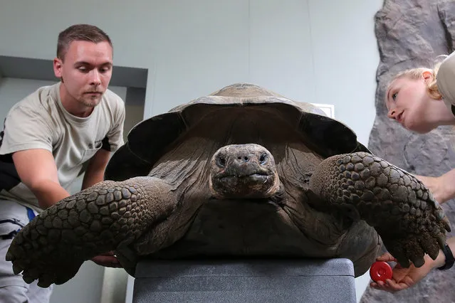 The Galapagos giant tortoise Isabela is carried by two men two be weighed at the zoo in Rostock, Germany, 20 September 2016. The turtle quartet of Darwineum has come in at 242.6 kg, two years ago it was 221.6 kg. (Photo by Bernd Wuestneck/EPA)