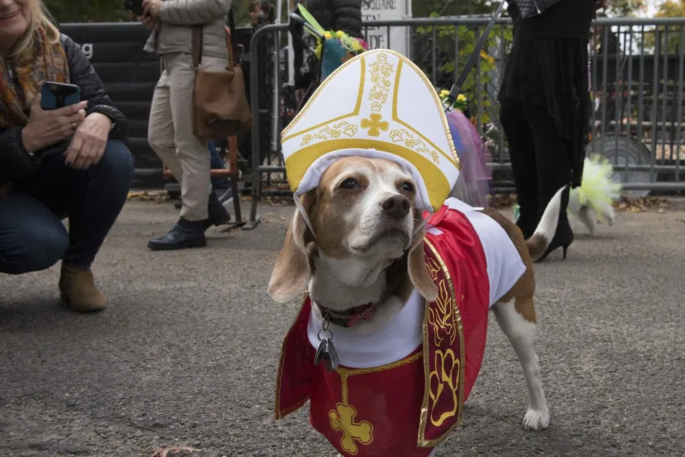 Tompkins Square Halloween Dog Parade