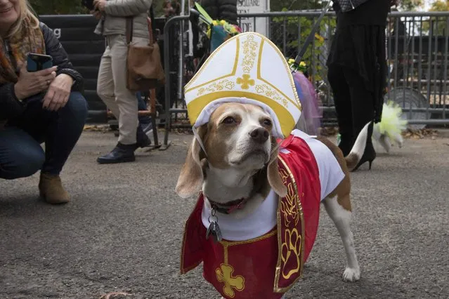 A dog dressed as Pope Francis poses for a photograph during the annual Tompkins Square Halloween Dog Parade in the Manhattan borough of New York City, October 24, 2015. (Photo by Stephanie Keith/Reuters)