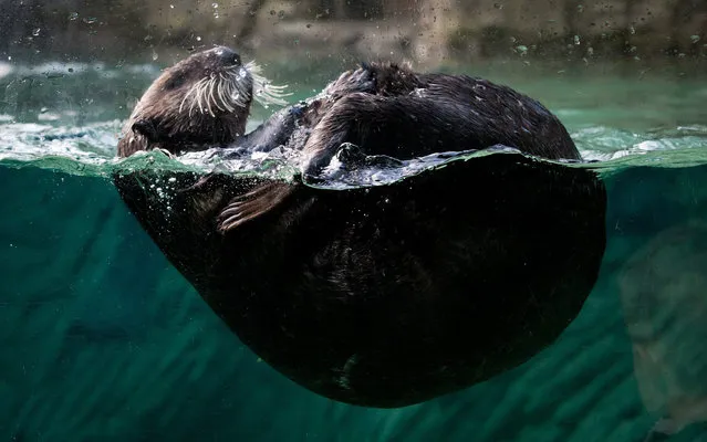 A 7-month-old female sea otter that was found stranded in Alaska swims at the Vancouver Aquarium in Vancouver,  British Columbia, on Friday March 22, 2013. The otter was flown to Vancouver this week and unveiled to the public Friday. The aquarium has asked the public to vote on three possible names for the baby otter – Susitna, Katmai or Glacier. (Photo by Darryl Dyck/AP Photo/The Canadian Press)