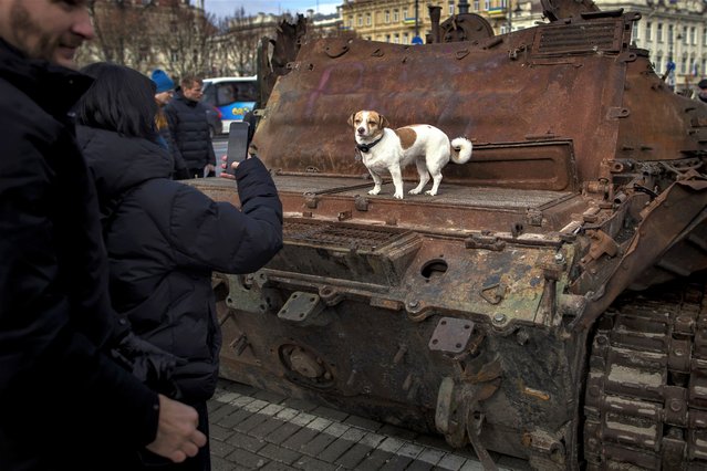 A woman takes a photo of her dog on the destroyed Russian tank T-72B installed as a symbol of war marking the first anniversary of Russia's full-scale invasion of Ukraine decorated with the banner reading “Send money to fight” at Cathedral Square in Vilnius, Lithuania, Wednesday, March 1, 2023. Some ethnic Russians in the Baltic states have placed flowers at displays of burnt-out Russian tanks seized by Ukrainians, making a gesture of homage and support for Russia's war against Ukraine. (Photo by Mindaugas Kulbis/AP Photo)