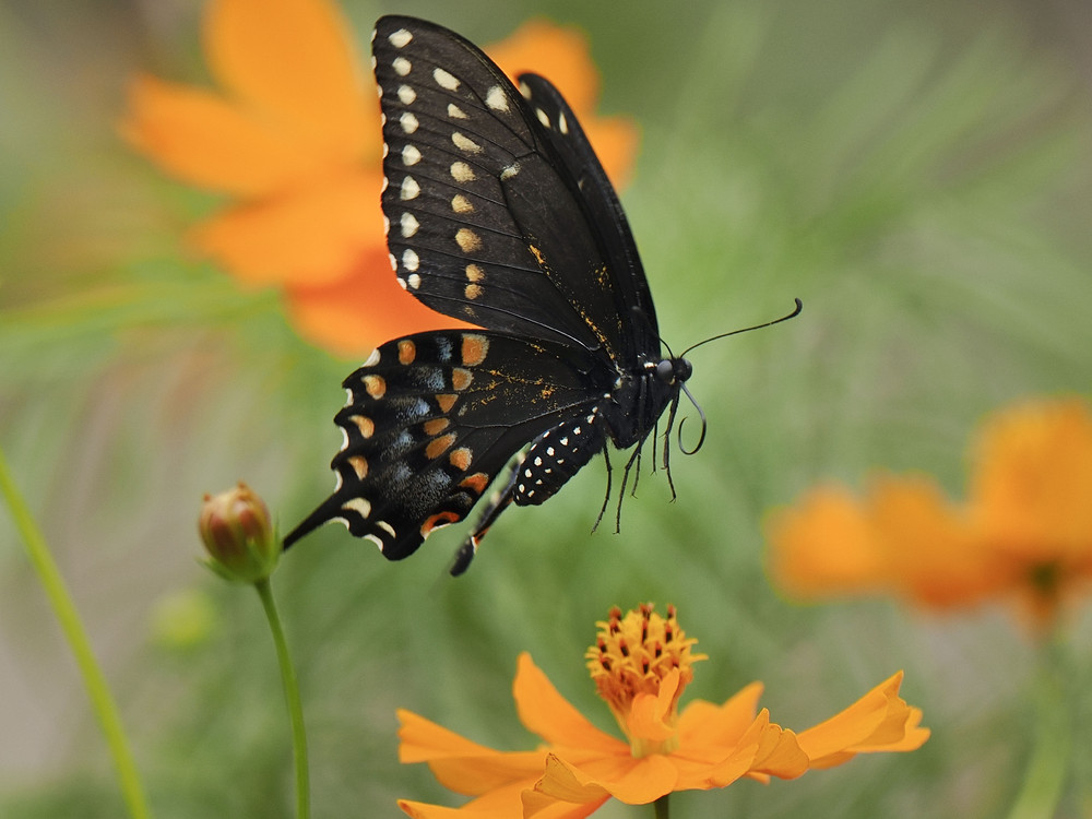 Some Photos: Insects