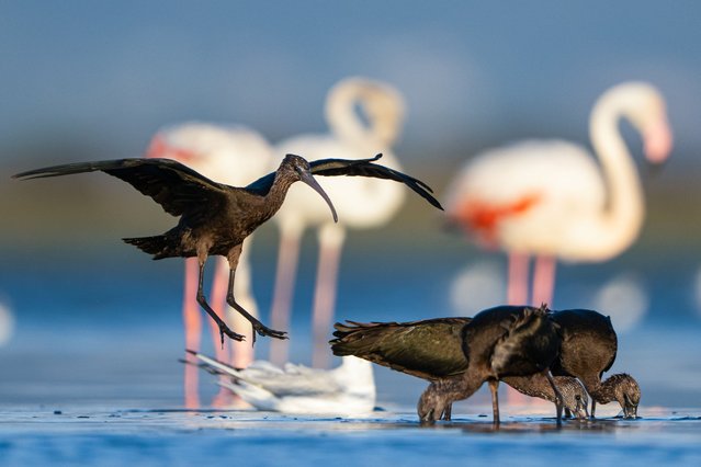 Glossy ibis begin preparing for migration with the arrival of autumn in Bursa, Turkey in September 2025 Using their long beaks, the birds extract underground prey such as worms, insect larvae and small crustaceans. (Photo by Anadolu/Getty Images)