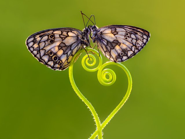 Two butterflies pause together on curling plant stems, July 2016. (Photo by Petar Sabol Sharpeye/Rex Features/Shutterstock)