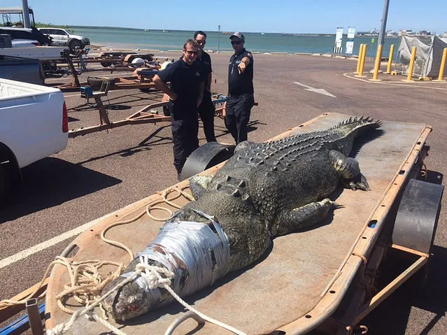 An undated handout photo made available by the Parks and Wildlife Commission of the Northern Territory on 18 April 2018 shows a 4.7 meters saltwater crocodile that was pulled out of Darwin harbour by Northern Territory Parks and Wildlife rangers this week in Darwin, Northern Territory, Australia. The capture of the massive reptile has reportedly prompted calls for a cull, media reported. (Photo by EPA/EFE/NT Parks and Wildlife)