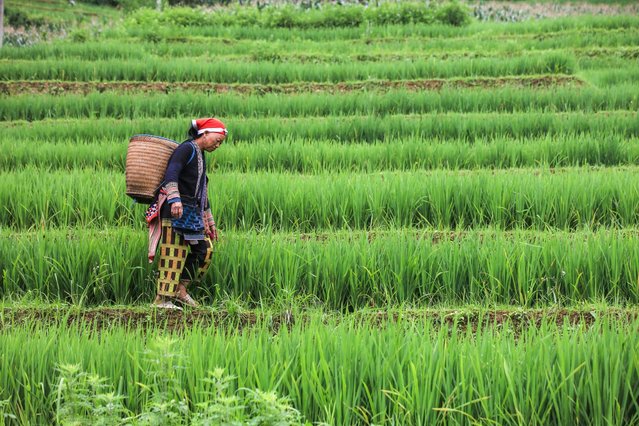 A local woman is seen in Cat Cat Village in Sapa, Lao Cai, Vietnam on July 13, 2025. Cat Village draws visitors with its traditional way of life and scenic charm. Established in the 19th century by the Hmong and Dzao communities, it showcases the region's distinctive architecture through wooden houses, stone-paved paths, and terraced rice fields. Tourist can also witness traditional weaving and ironworking as Cat Cat Village remains a favorite spot for both hiking lovers and travelers interested in cultural experiences. (Photo by Ummu Nisan Kandilcioglu/Anadolu via Getty Images)