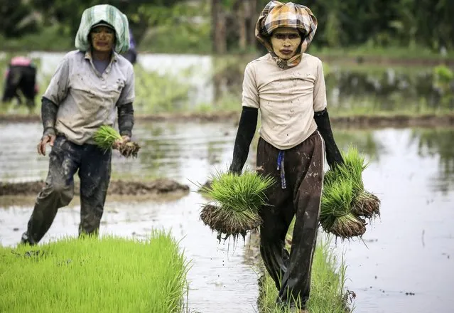 Indonesian farmers work on a paddy field in Beraskata village, Deli Serdang, North Sumatra, Indonesia, 04 October 2016. According to the statistics bureau, Indonesia's annual inflation in September rose by 3.07 percent from last year. (Photo by Dedi Sinuhaji/EPA)