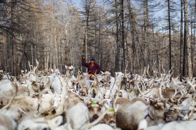 A Dukha nomad drives a herd of reindeer in a forest near the village of Tsagaannuur, Khovsgol aimag, Mongolia, April 20, 2018. This herd of some 300 heads is the combined property of four families. (Photo by Thomas Peter/Reuters)