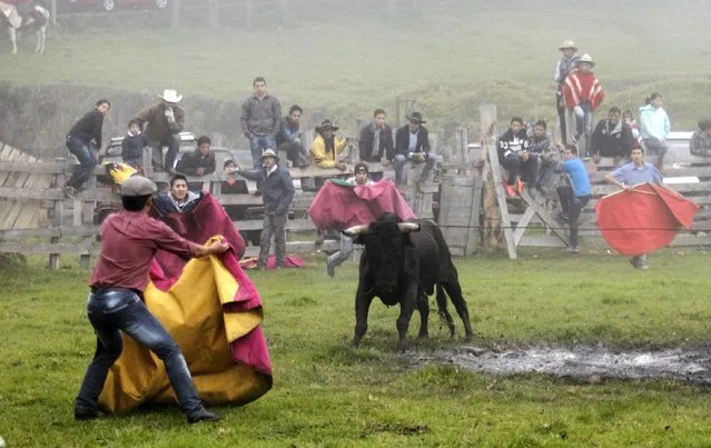 Ecuadorean spontaneous bullfighters participate in a popular bull festival called Las Canteras del Antisana at Pinantura village on the base of the Antisana volcano in Quito, November 28, 2015. (Photo by Guillermo Granja/Reuters)