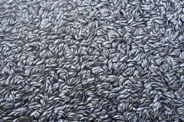 “Dead fishes”. This photo shows one of the greatest natural tragedies in Rio de Janeiro, the mass death of fish in the Rodrigo de Freitas lagoon. This is caused by lack of oxygen in the water due to wrong manipulation by the authorities. Location: Lagoa Rodrigo de Freitas, Rio de Janeiro, Brazil. (Photo and caption by Luis Gutman/National Geographic Traveler Photo Contest)