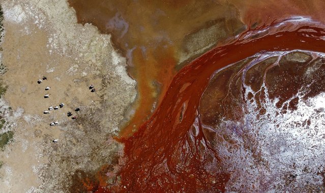 A drone view shows volunteers taking part in a campaign to clean the banks of Lake Uru Uru, in Oruro, Bolivia on October 5, 2024. (Photo by Claudia Morales/Reuters)