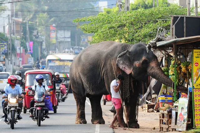 A Sri Lankan elephant, accompanied by his mahout, browse through a roadside fruit stall in Colombo on January 19, 2015. The Sri Lankan elephant is listed as endangered by the International Union for Conservation of Nature (IUCN) as the population has declined by at least 50 percent over the last three generations, with the species threatened by habitat loss, degradation and fragmentation. (Photo by Lakruwan Wanniarachchi/AFP Photo)