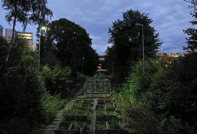 A general view of Tragard pa Sparet (Garden on the track) is pictured in Stockholm, Sweden, September 15, 2016. They are doing it on the rooftops, on tower block balconies and even on a disused railway: Swedes have discovered a passion for urban gardening as a way of growing fresh food and getting back in touch with nature. Part of a global movement, an increasing number of Swedish city-dwellers are growing their own in window boxes and allotments or are visiting public gardens built in or on industrial or office spaces. (Photo by Maxim Shemetov/Reuters)