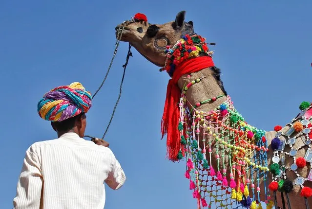 A trader displays his camel during a camel decoration competition at Pushkar Fair, where animals mainly camels are brought to be sold and traded in the desert Indian state of Rajasthan, India, November 9, 2016. (Photo by Himanshu Sharma/Reuters)
