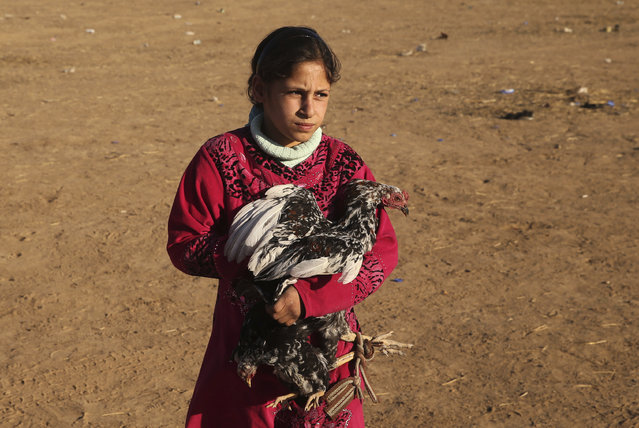 An Iraqi girl who fled with her parents the fighting between Iraqi forces and Islamic State militants, holds a chicken as she waits to cross to the Kurdish controlled area, in an open field in the Nineveh plain, northeast of Mosul, Iraq, Friday, November 18, 2016. (Photo by Hussein Malla/AP Photo)