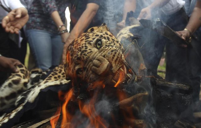 A leopard skin burns as Indian officials and activists burn wildlife contraband including tiger and leopard skins, and bones as part of a campaign to save the tiger in Mumbai, India, Tuesday, July 30, 2013. Despite conservation efforts, tiger numbers in India have declined due to rampant poaching of the cats for their valuable pelts and body parts that are highly prized in traditional Chinese medicine. (Photo by Rafiq Maqbool/AP Photo)
