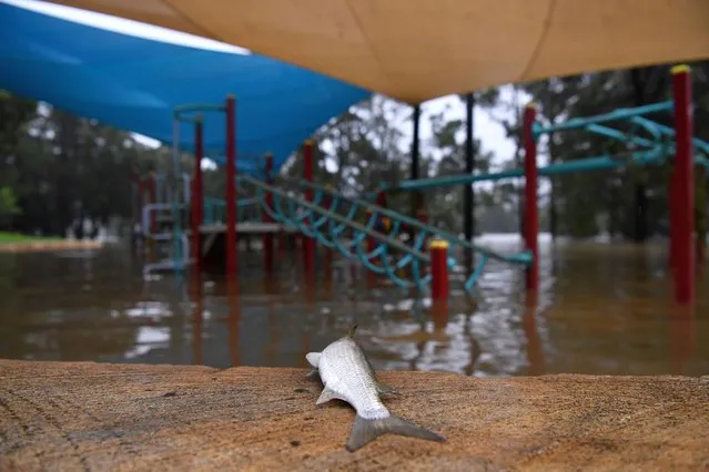 A dead fish is seen on the edge of a semi-submerged child’s playground on the banks of the flooded Nepean River at Trench Reserve at Penrith in Sydney, Australia, 22 March 2021. Thousands of residents are fleeing their homes, schools are shut, and scores of people have been rescued as NSW is hit by once-in-a-generation flooding. (Photo by Dean Lewins/EPA/EFE)