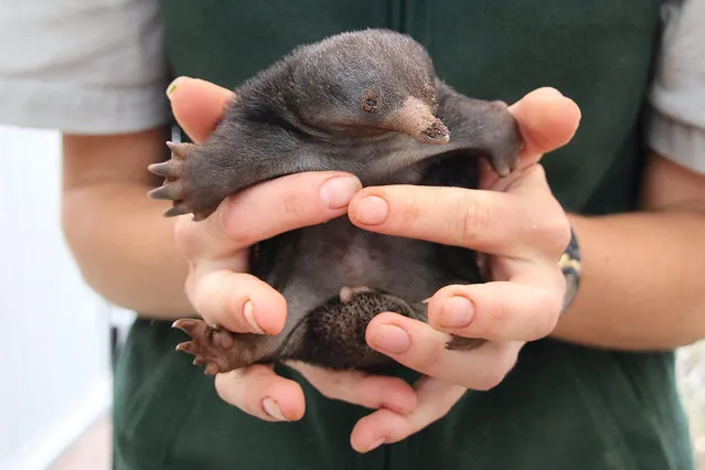An undated handout picture made available on 20 November 2016 shows a short beaked Echidna puggle at the Taronga Zoo, in Sydney, New South Wales, Australia. The Taronga Zoo is celebrating its first successful Echidna births in nearly 30 years. Three puggles hatched within 16 to 30 August 2016, the zoo said. The last echidna born at Taronga's was in 1987. Echidnas, egg-laying mammals, are said to be notoriously difficult to breed in human care. (Photo by EPA/Taronga Zoo)