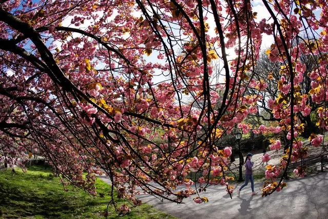 A woman jogs a path past blooming cherry trees on Earth Day in Manhattan's Riverside Park in New York City, New York, U.S., April 22, 2021. (Photo by Mike Segar/Reuters)