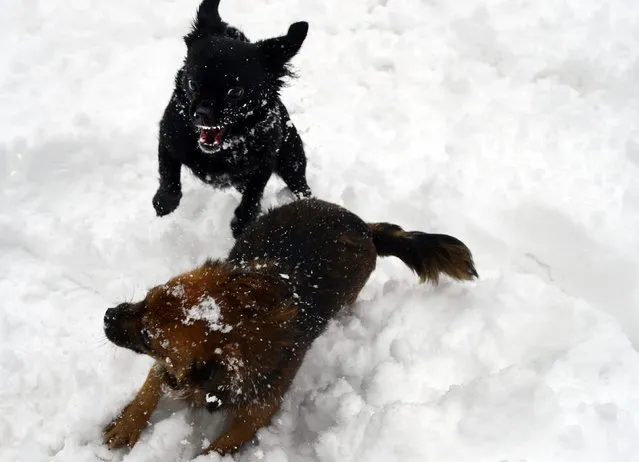 Dogs play with each other at the Florida park in the Spanish Basque town of Vitoria following heavy snow, February 6, 2015. (Photo by Vincent West/Reuters)