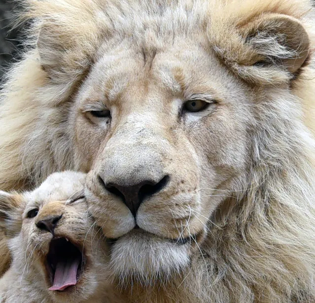 A four-month-old white lion cub cuddles up to its father Sam inside their enclosure at a zoo in Tbilisi on November 30, 2016. (Photo by Vano Shlamov/AFP Photo)
