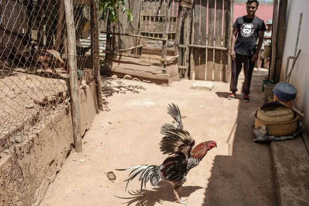 Cock Fighting in Madagascar